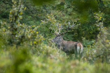 Red deer (Cervus elaphus) in a meadow near the forest during the rut