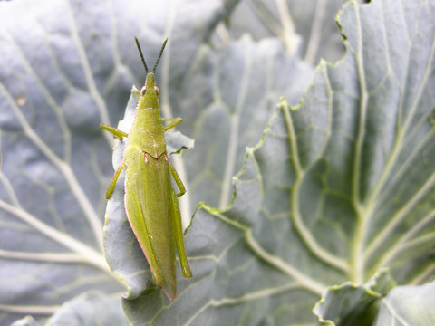 Green Grasshopper