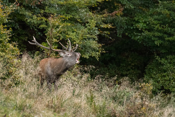 Red deer (Cervus elaphus) in a meadow near the forest during the rut