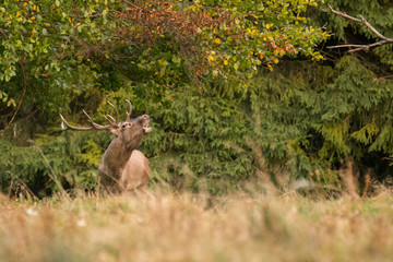 Red deer (Cervus elaphus) in a meadow near the forest during the rut