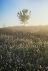 Obraz na płótnie Canvas spring meadow. foggy morning in the river valley