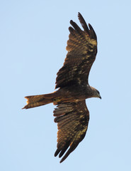 Black kite in flight from below