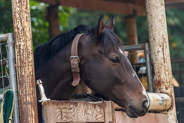 dark brown horse with black mane looks over coral door