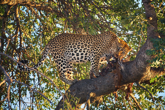 African Leopard, Panthera pardus,  wild big male eating antelope on a tree.  African scene.  Wildlife photography in South Africa. Timbavati, Kruger park.