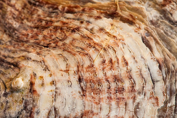 abstract, texture, mussel, shell, cloud, clouds, blue, light, space, orange, sun, dark, color, sunset, grunge, yellow, black, red, fire, backdrop, galaxy, bright, moon, astronomy, nebula, night, brown