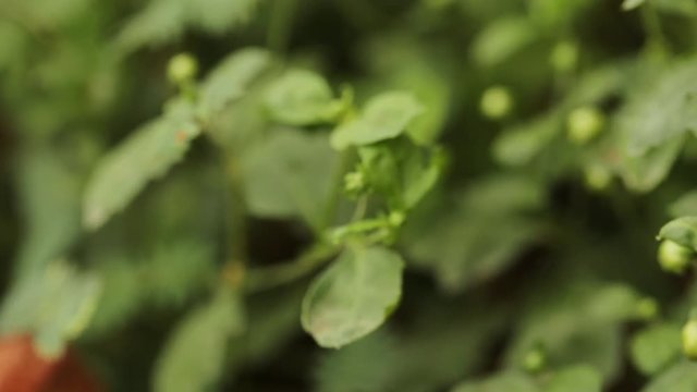 Chrysanthemum flowers as a green background
