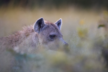 Spotted hyena, Crocuta crocuta. Wild animal portrait, atmospheric view on hyena through grass. Wildlife photography on self drive safari, Okavango delta, Botswana.