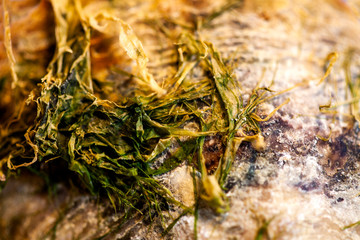 abstract, texture, mussel, shell, cloud, clouds, blue, light, space, orange, sun, dark, color, sunset, grunge, yellow, black, red, fire, backdrop, galaxy, bright, moon, astronomy, nebula, night, brown