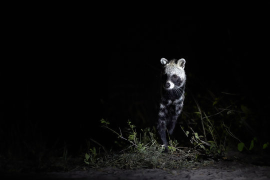 African civet, Civettictis civetta, night photo of wild, largest civet, front view. Illuminated nocturnal african predator staring from night. Wildlife photography in Moremi national park, Botswana.