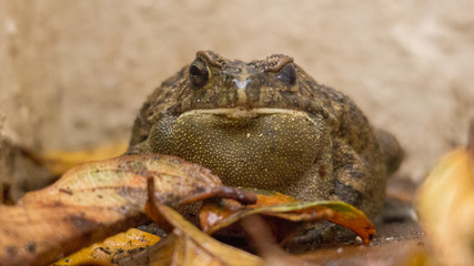 bull frog sitting on autum leaves looking into the camera