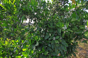 Çiçekli limon ağacı