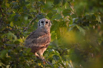 Largest african owl, Verreaux's Eagle-owl or Giant Eagle-owl, Bubo lacteus perched among leaves in late evening, gazing at camera. Wild animal photography, Moremi,  Okavango delta, Botswana.