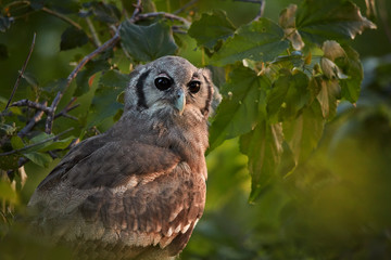 Portrait of largest african owl, Verreaux's Eagle-owl or Giant Eagle-owl, Bubo lacteus perched among leaves in late evening, gazing at camera. Wild animal photography, Moremi,Okavango delta,Botswana.