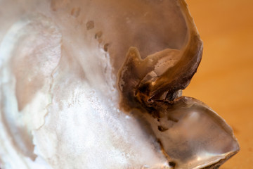 abstract, texture, mussel, shell, cloud, clouds, blue, light, space, orange, sun, dark, color, sunset, grunge, yellow, black, red, fire, backdrop, galaxy, bright, moon, astronomy, nebula, night, brown