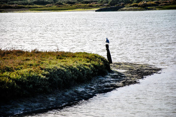 Fototapeta premium entrada de tierra en el mar con un poste con una gaviota 
