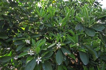 Çiçekli limon ağacı