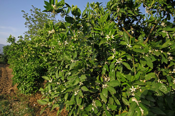 Çiçekli limon ağacı