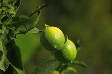 Meyveleri olgunlaşmamış limon ağacı