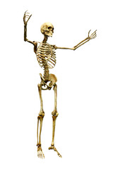 3D Rendering Human Skeleton on White