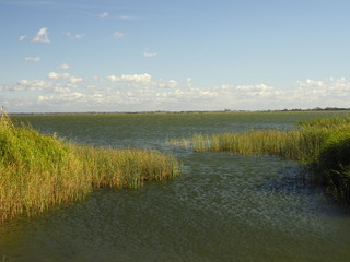 Fototapeta premium Am Saaler Bodden bei Wustrow, Halbinsel Fischland, Mecklenburg-Vorpommern, Deutschland