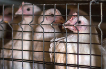 Obraz premium Young broiler chickens sitting in a cage on a chicken farm, close-up, young animals