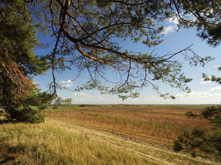 Am Saaler Bodden bei Wustrow, Halbinsel Fischland, Mecklenburg-Vorpommern, Deutschland