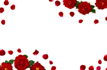 Beautiful frame of flowers red roses and petals on a white background with space for text. Top view, flat lay