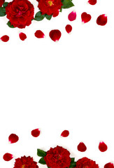 Beautiful frame of flowers red roses and petals on a white background with space for text. Top view, flat lay