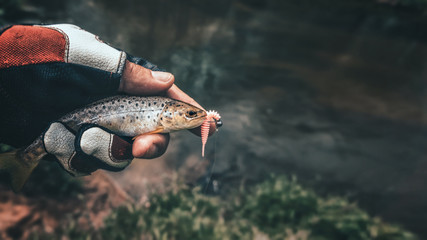 Beautiful little trout in angler's hand.