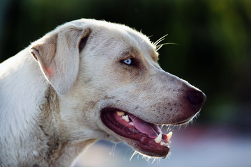 white street dog portrait