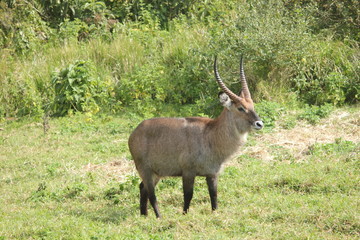 Large antelope grazing in the bush near the Ngorongoro Crater, Tanzania