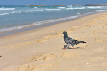 pigeon walking by the sea