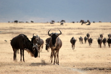 Fototapeta na wymiar Wildebeest herd moving through the Ngorongoro Crater, Tanzania