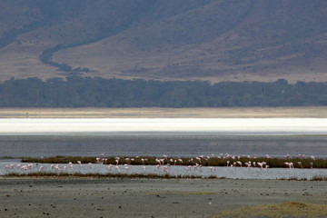 Fototapeta na wymiar Flock of flamingos in water in the Ngorongoro Crater, Tanzania