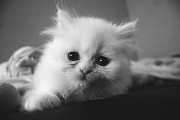 cat pictures, white cat, kitten.