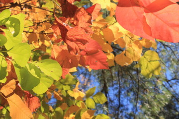 The Many Shades of Fall