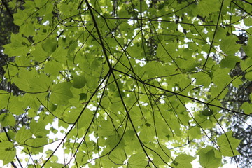 Green Summer Leaves from Below