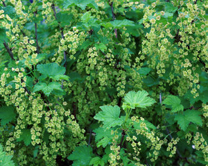 Currant Bush with green leaves and flowers.