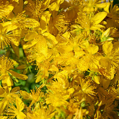 Blühendes Johanniskraut, Hypericum perforatum