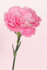Pink carnation on pink background