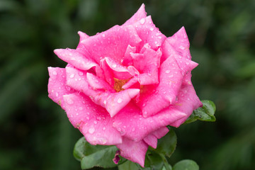 Colorful, beautiful, delicate rose in the garden.