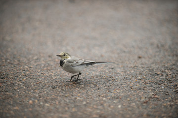schöner Vogel