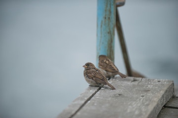 2 Vögel sitzen auf dem Holz