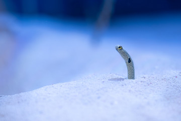 チンアナゴ   spotted garden eel