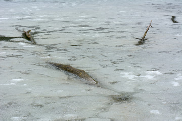 The lake is covered with ice in the woods in winter