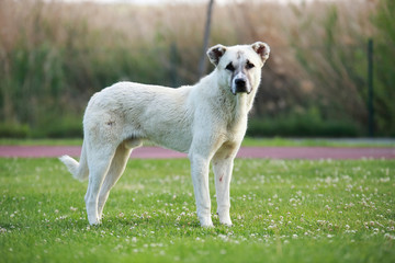 white street dog on the grass