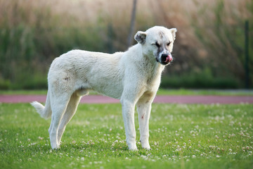 white street dog on the grass