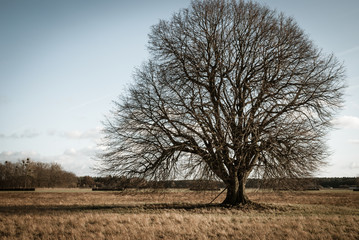 Alter Baum im Winter