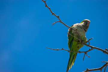 green parrot