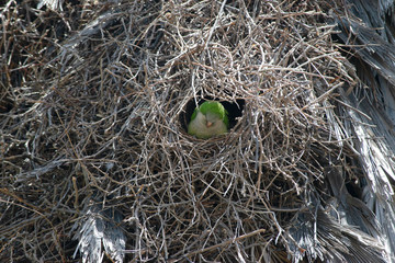 parrot in tree